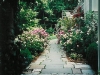 Beckerman Rose Garden 2